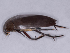 Hydrophilus aculeatus