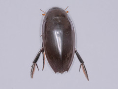 Hydrophilus aculeatus
