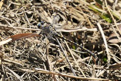 Ceratogomphus triceraticus