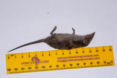 Crocidura mariquensis