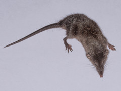 Crocidura mariquensis