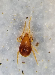 Pergamasus