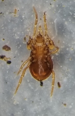 Pergamasus