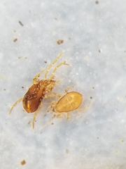 Pergamasus