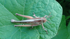 Patanga japonica