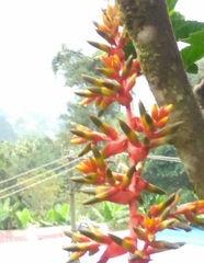 Guzmania multiflora