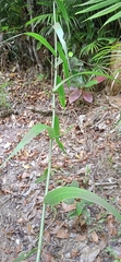 Flagellaria indica