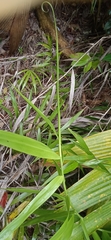 Flagellaria indica