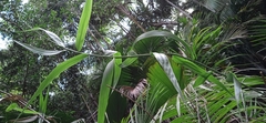 Flagellaria indica