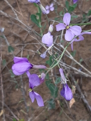 Hesperidanthus