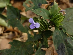 Barleria cristata