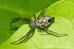 Cyrtophora cicatrosa