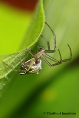 Cyrtophora cicatrosa