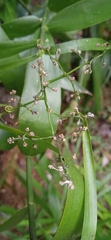 Flagellaria indica