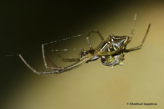 Cyrtophora cicatrosa
