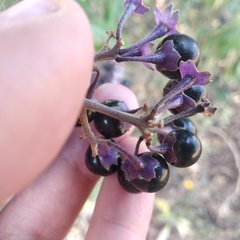 Solanum aligerum