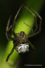 Cyrtophora cicatrosa