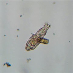 Habrotrocha elusa