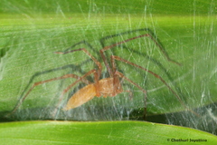 Cheiracanthiidae