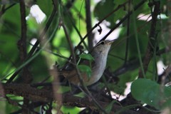 Uropsila leucogastra