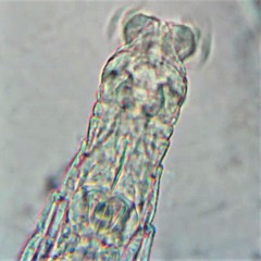 Habrotrocha elusa
