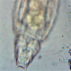 Habrotrocha elusa