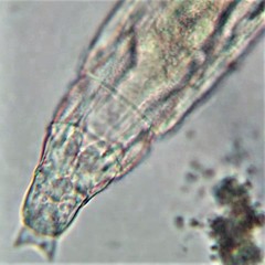 Habrotrocha elusa