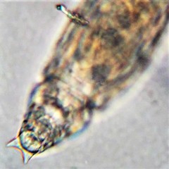 Habrotrocha elusa