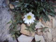 Cerastium uniflorum