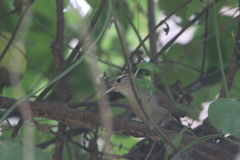 Uropsila leucogastra