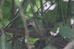 Uropsila leucogastra