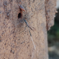 Labeninae
