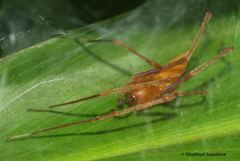Cheiracanthiidae