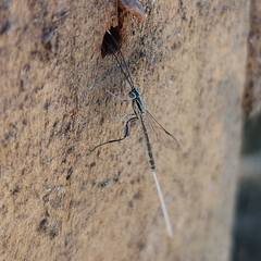 Labeninae