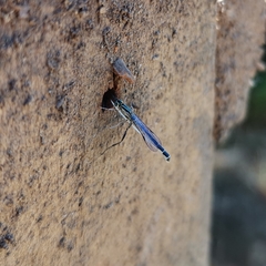 Labeninae
