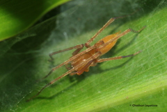 Cheiracanthiidae