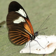 Heliconius xanthocles
