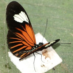 Heliconius xanthocles