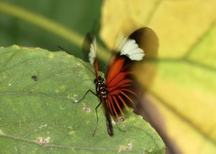 Heliconius xanthocles