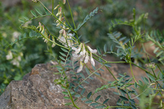 Vicia costata