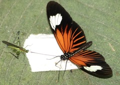Heliconius xanthocles