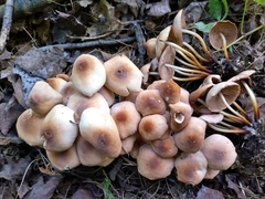 Marasmius cohaerens lachnophyllus