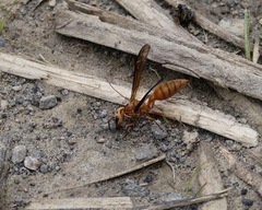 Synoeca virginea