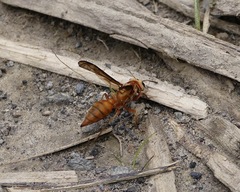 Synoeca virginea