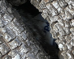 Atlantoxerus getulus