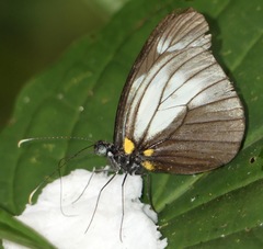 Dismorphia niepelti