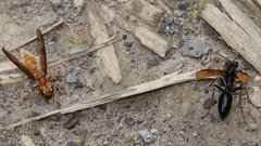 Synoeca virginea