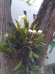 Cattleya quadricolor