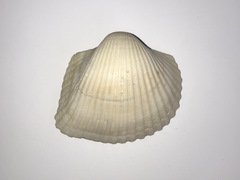 Anadara uropigimelana