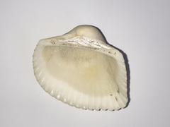 Anadara uropigimelana